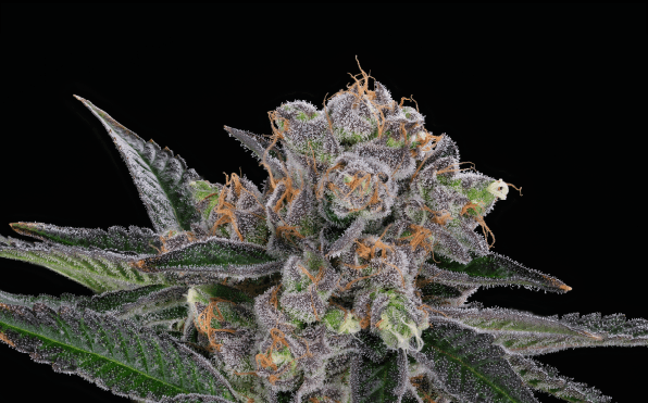 Explore cannabis strains and their effects